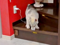 「どうしよう」 うろうろするやちよちゃん（画像提供：やちよ Huskyさん）