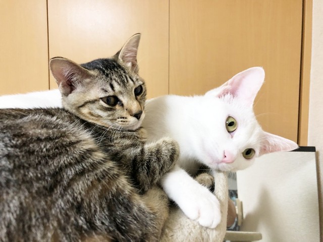 お姉ちゃん大好き！ （左から）テンちゃんと先住のトーイちゃん（画像提供：安田武史さん）