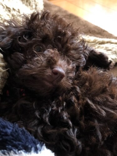 家にきたころの「もみじ」