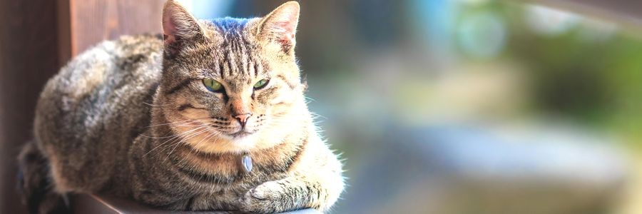 猫のいる風景記事一覧  犬・猫との幸せな暮らしのためのペット情報 