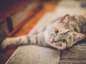 ２月22日に猫を考えるイベント　浅田美代子さん、梅田達也さん、太田記者が出演