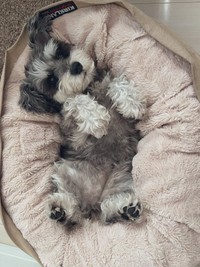 雪玉だらけの斬新な姿になっていたミニチュアシュナウザーの女の子、くぅちゃん（提供：くぅ さん）