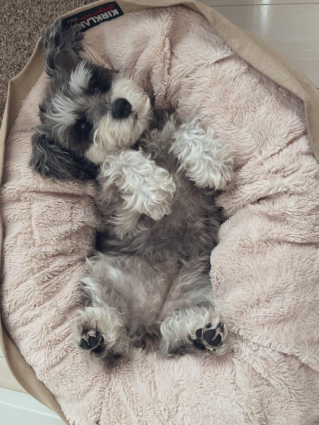 雪玉だらけの斬新な姿になっていたミニチュアシュナウザーの女の子、くぅちゃん（提供：くぅ さん）