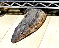 脱走中、棚下から顔をのぞかせるトカゲ（画像提供：トギさん）