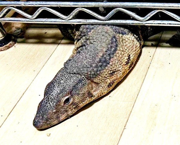 脱走中、棚下から顔をのぞかせるトカゲ（画像提供：トギさん）