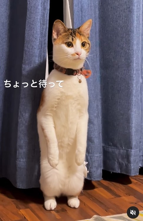 ねこさん② 深夜2時の奇行、怖いんですけど」二足立ちでぐぃーんと伸びる猫さんに