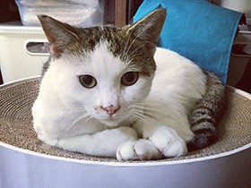 朝ごはん食べてまったり　好奇心旺盛でビビリなキジ白「ハル」