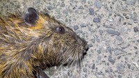 捕獲したヌートリア／がやまるさん提供