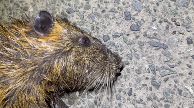 捕獲したヌートリア／がやまるさん提供