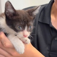 無事に保護したのは、推定生後1カ月半ほどの白黒の男の子（「NPO法人子猫園ベルソーデシャトンズ」さん提供、Instagramよりキャプチャ撮影）