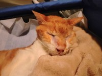 病院では目の洗浄も行ってもらった