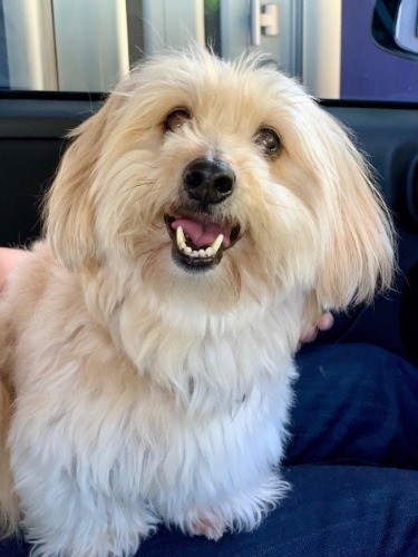 「ハニーパン」（元の愛称はひじり）名の由来は、はちみつ色の毛＋”ピーターパン”のパン「元気で男の子みたいだから」