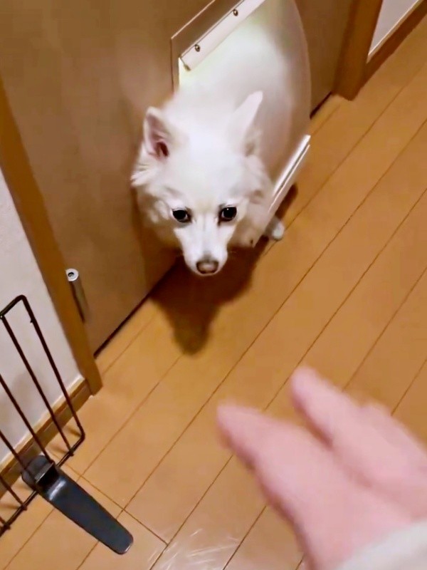 「おいで」と飼い主さんから声をかけられるスノちゃん（画像提供：いのさん）