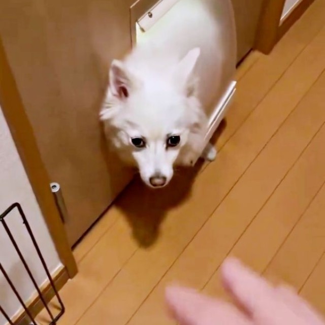 「おいで」と飼い主さんから声をかけられるスノちゃん（画像提供：いのさん）