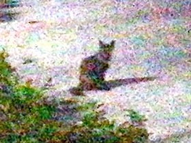 月明かりの猫たち　幻影のようなシルエットに会えない猫や人を重ねる、センチな散歩道