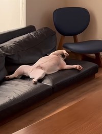 ソファーでくつろぐエルくん発見…！（提供：＠frenchbulldog_elさん）