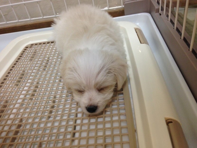 家にきたころの「チーズ」