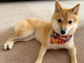 侵入禁止ゲートを突破して靴をカミカミ　豆柴の「おまめちゃん」