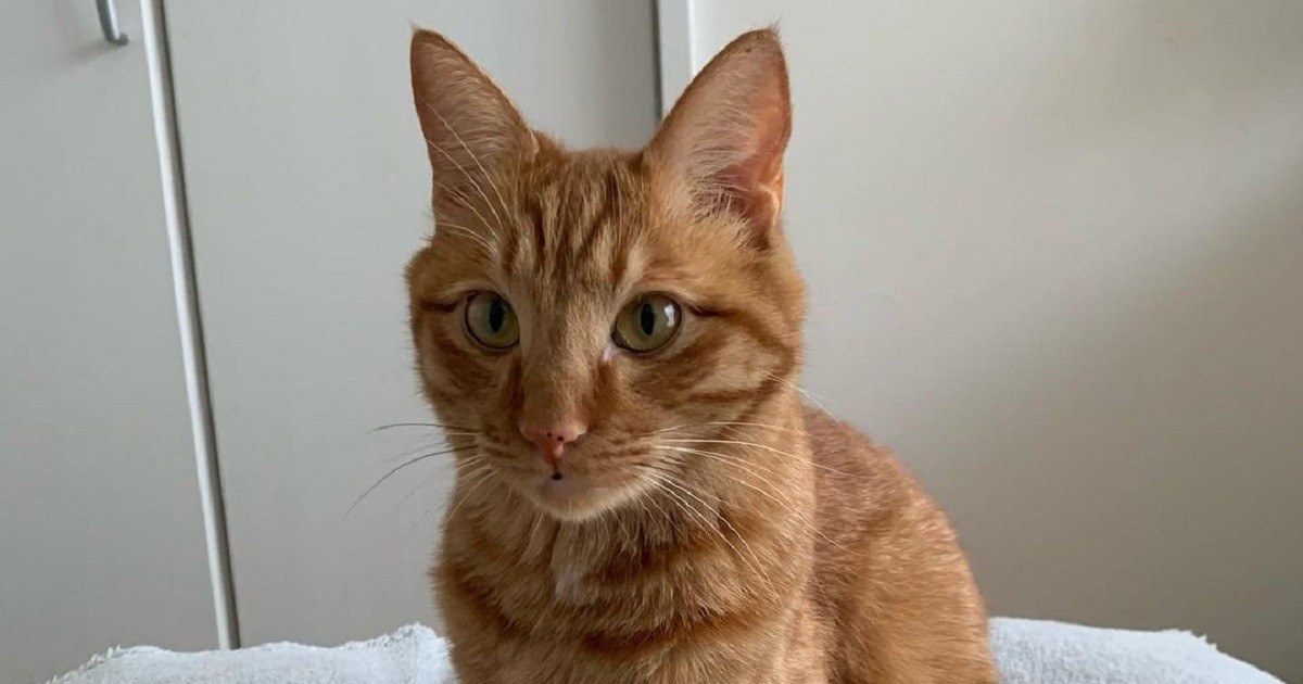 食べちゃう　(茶虎) 離乳食を食べられた！キャットタワーに上れた！ すべてに感動、茶トラ