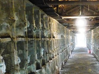 毛皮の作られ方、知っていますか？　「ファーフリー」という選択