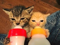手がかかることから殺処分の対象になりやすい生後間もない子猫も受け入れている