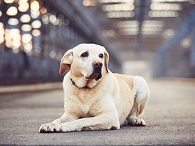 尿漏れする高齢犬　病気やホルモン、ストレスが原因のことも