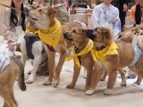新たな家族との幸せな出会い　「パナソニック保護犬猫譲渡会」、東京・有明でスタート　19日まで