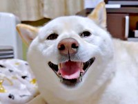 お兄ちゃんが泊まる！ 気づいた瞬間、笑顔になったはるちゃん（画像提供：白柴犬はるさん）