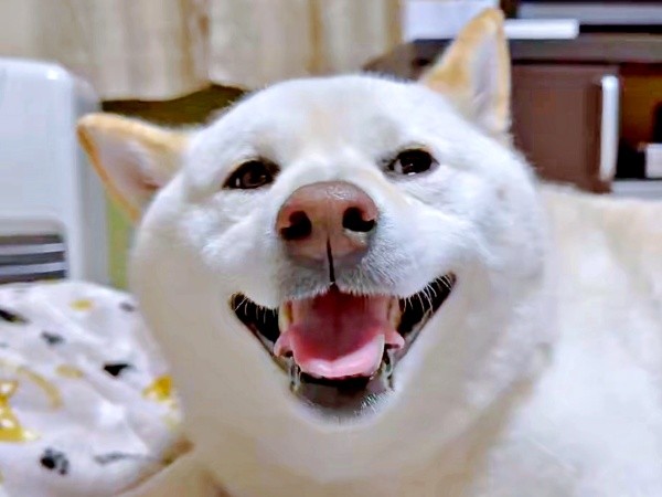お兄ちゃんが泊まる！ 気づいた瞬間、笑顔になったはるちゃん（画像提供：白柴犬はるさん）