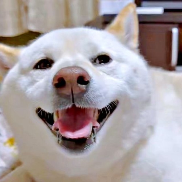 お兄ちゃんが泊まる！ 気づいた瞬間、笑顔になったはるちゃん（画像提供：白柴犬はるさん）