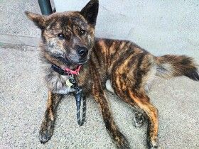 パナソニック保護犬猫譲渡会　認定NPO法人アニマルレフュージ関西から参加予定の犬たち（８） 