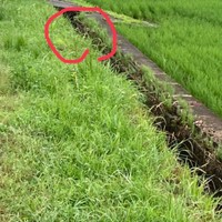むぎちゃんが保護された用水路（画像提供：むぎと人間さん）