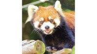 レッサーパンダ「きなこ」　提供：池田動物園