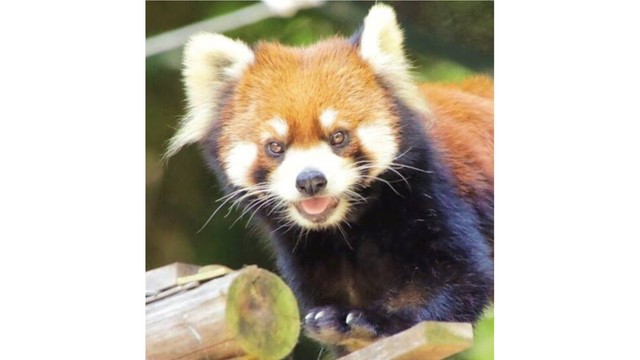 レッサーパンダ「きなこ」　提供：池田動物園