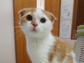 猫のニーズとは？　室内飼いの猫に必要な環境　その１１