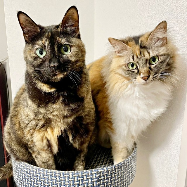 生後推定2カ月→5歳になった（左から）りりちゃんとつくしちゃん（画像提供：りりつくさん）