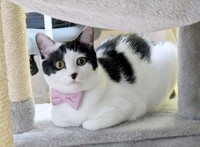 ピンクのリボンがよく似合うくるりちゃん（画像提供：うちのお嬢さん）