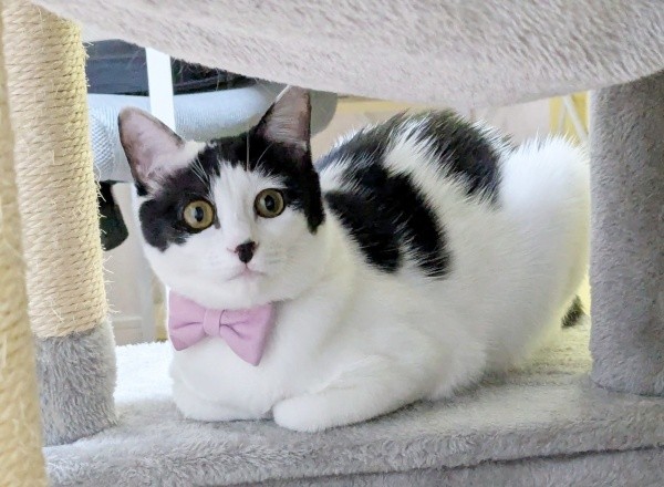 ピンクのリボンがよく似合うくるりちゃん（画像提供：うちのお嬢さん）