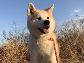 丘を駆け上がりキメポーズ　もふもふが最高な秋田犬「ゆず」