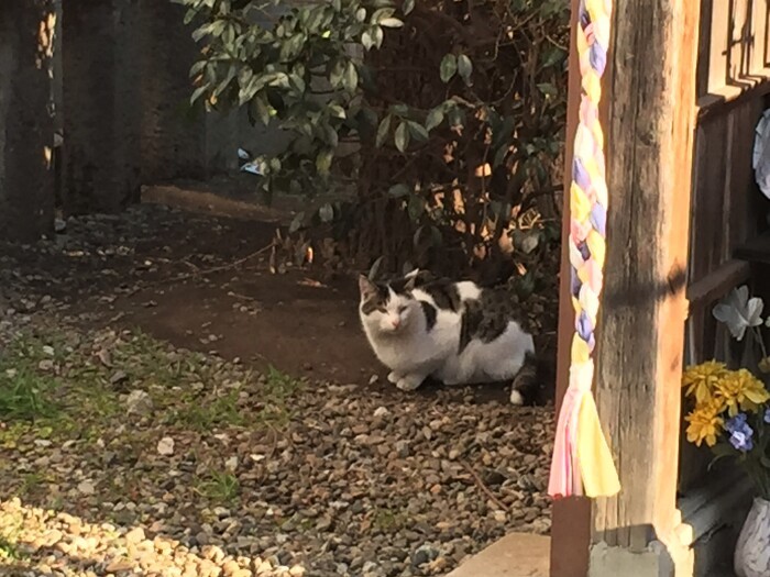 事件前の次郎のことは不明だったが、事件前のノラ時代の次郎を撮っていた人がいたことが最近判明（ねこかますさん提供）