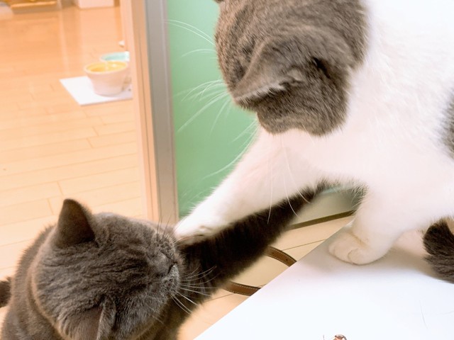 グイグイいきたいラブーンくんは、アイルちゃんに興味津々。アイルちゃんはちょっと迷惑…