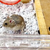 ゴロンと転がって着地したはむきちくん（画像提供：まんまるハム日和さん）