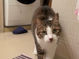 猫のストーカー行為はエスカレートする？　ママを探してお風呂場まで追いかける