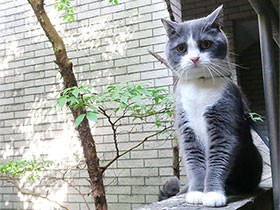 ペットロスから救ってくれたスコティッシュフォールド「Ｐたん」