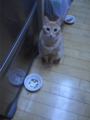 食事をねだるきなこ