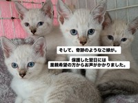 保護した翌日には里親希望の方が出現！奇跡のようなご縁が（「伊賀の猫好きおばさんSAI」さん提供、Instagramよりキャプチャ撮影）