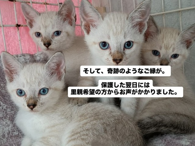 保護した翌日には里親希望の方が出現！奇跡のようなご縁が（「伊賀の猫好きおばさんSAI」さん提供、Instagramよりキャプチャ撮影）
