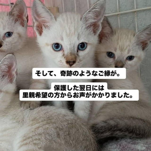 保護した翌日には里親希望の方が出現！奇跡のようなご縁が（「伊賀の猫好きおばさんSAI」さん提供、Instagramよりキャプチャ撮影）