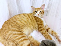 保護から11カ月、現在のちまくん（画像提供：ぽめさん）