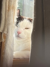 窓辺で日向ぼっこするピノくん（画像提供：Naoko Kondoさん）